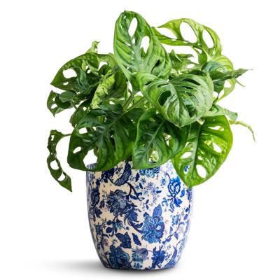 Monstera Deliciosa
